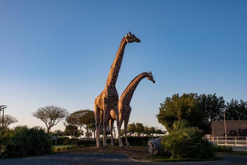 Giraffen