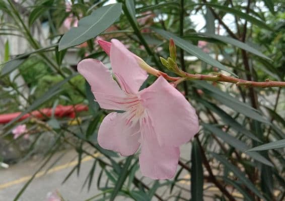 Oleanderblüte sichtbar mit grünen Blättern und einer Straße im Hintergrund.