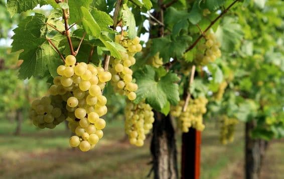 Das Bild zeigt eine Weinrebe mit reifen Trauben.