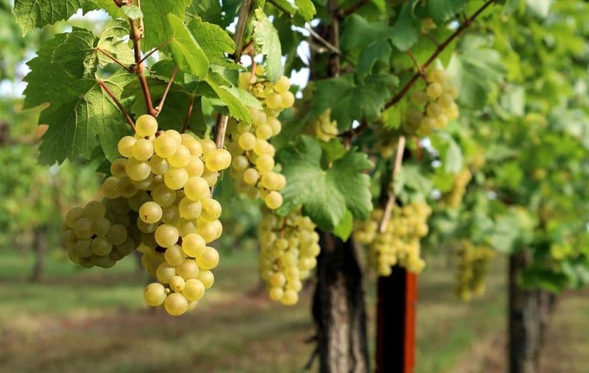 Das Bild zeigt eine Weinrebe mit reifen Trauben.