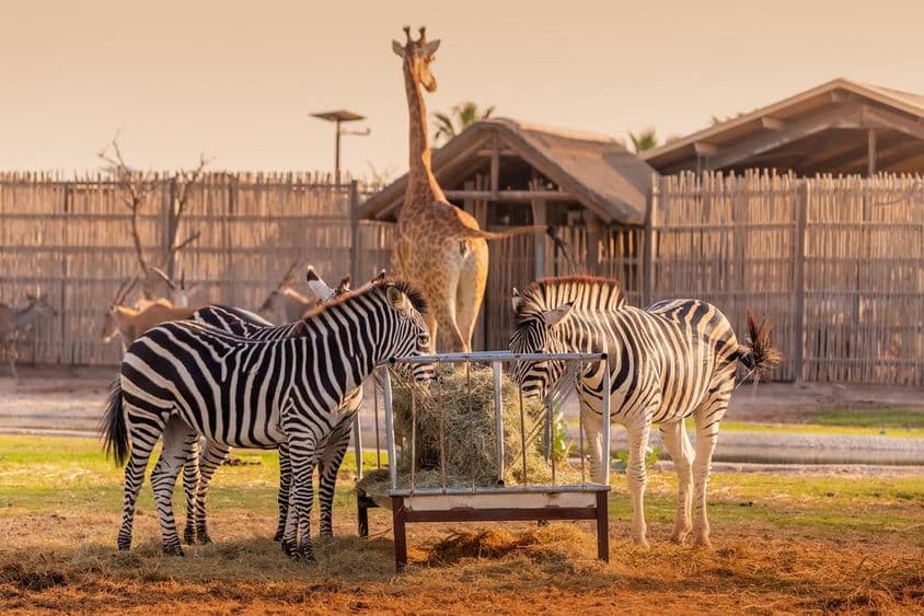 Zwei Zebras fressen, mit einer Giraffe im Hintergrund im Dubai Safari Park sichtbar.
