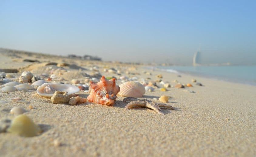 Muscheln und Schneckenhäuser im Sand mit Burj Al Arab im Hintergrund.