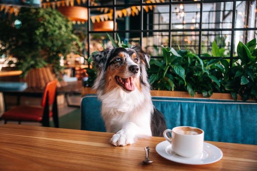 Hund sitzt an einem Cafétisch mit einer Tasse Kaffee davor.