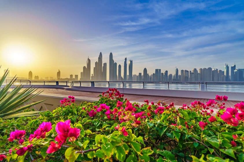 Dubais Blumen, Wolkenkratzer im Hintergrund