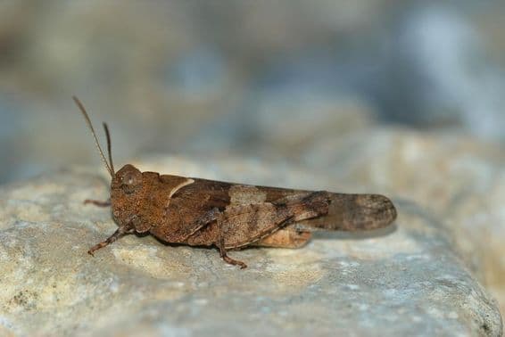 Heuschrecke ruht auf einem Felsen.