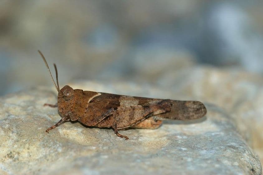 Heuschrecke ruht auf einem Felsen.