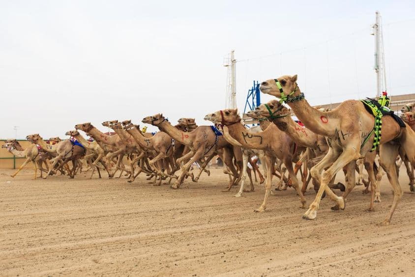 Kamelrennen in Dubai.
