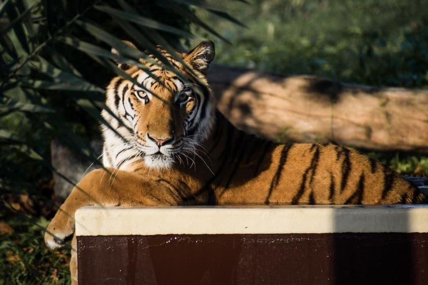 Tiger liegt im Schatten.
