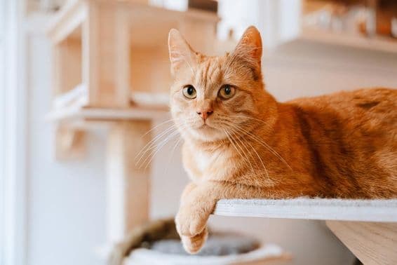 Katze liegt und beobachtet.