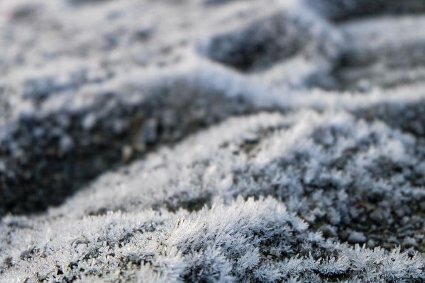 Gefrorenes Gras, gefrorene Wildblumen.