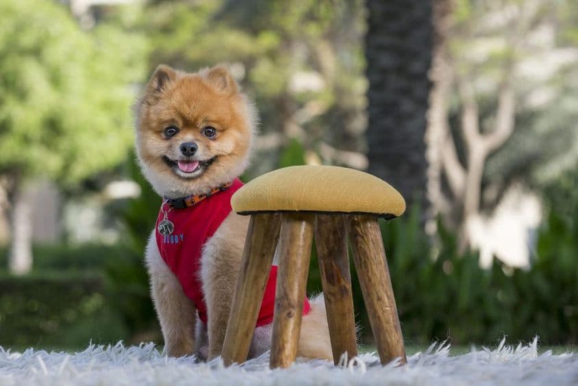 Pomeranian Rassehund in rotem Hemd.