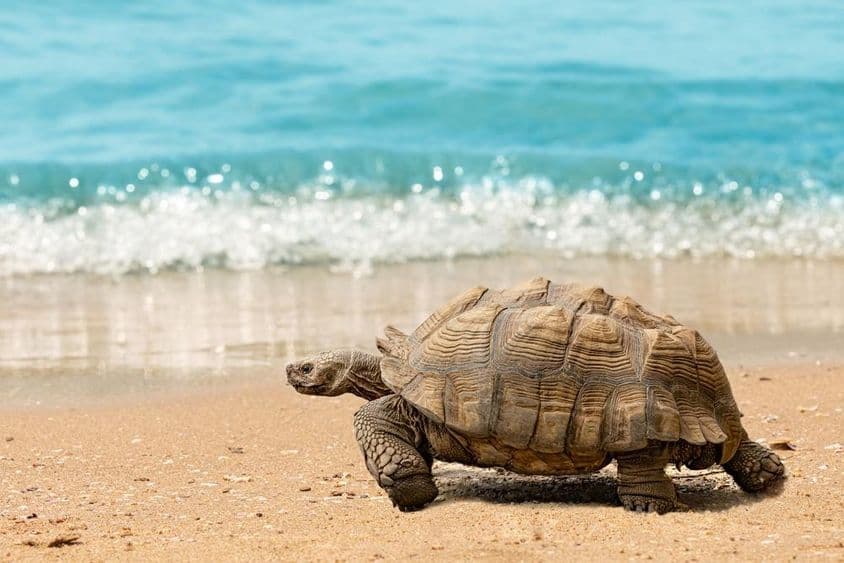 Riesige Schildkröte schlendert an einem sandigen Strand vor einem blauen, funkelnden Meer.