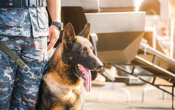 K9 Deutscher Schäferhund.