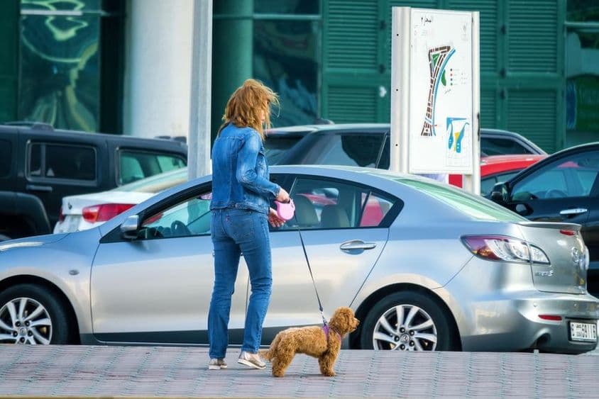 Frau geht mit einem Hund in Dubai, VAE spazieren.