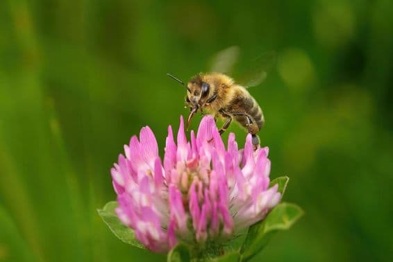 Summende Biene mit ausgestrecktem Saugrüssel auf rosa Kleeblüte.