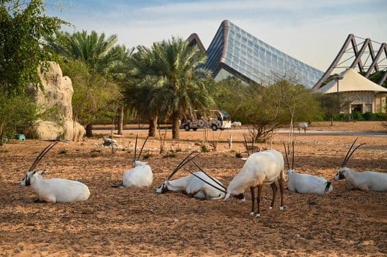 Vereinigte Arabische Emirate, Dubai Safari Park.
