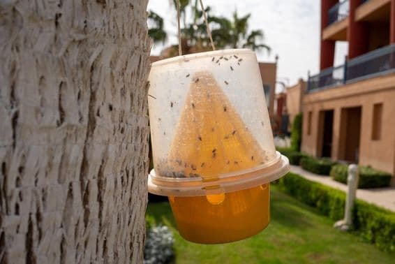 Falle für Insekten wie Mücken und Fliegen.