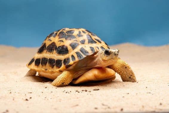 Spinnenschildkröte (Pyxis arachnoides).