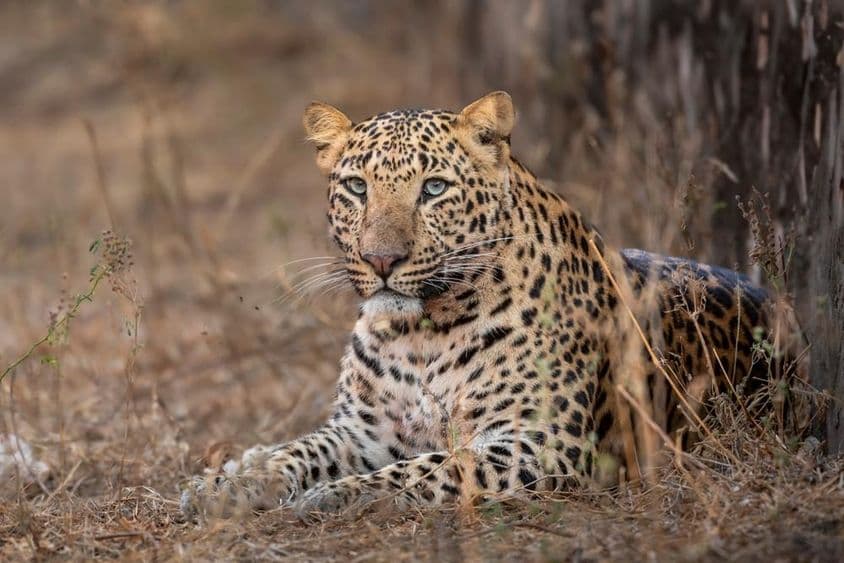 Großer männlicher Leopard sitzt im Gras.
