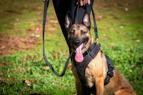 K9 Hund beim Training.