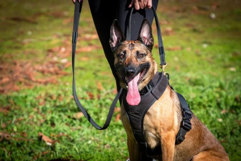 K9 Hund beim Training.