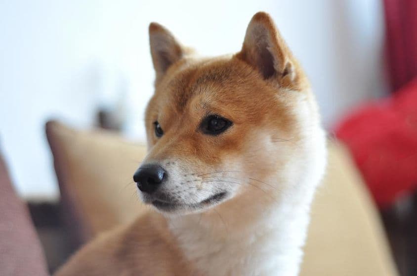 Nahaufnahme eines jungen Shiba Inu Hundes.