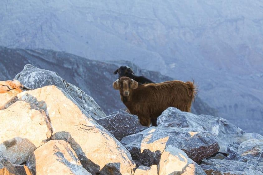 Der Arabische Tahr am Jebel Jais, Ras Al Khaimah wird beobachtet.