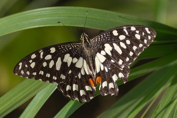 Der Wandersegler-Schmetterling auf einer roten Blume (Papilio demoleus) in Abu Dhabi.