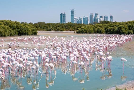 Tausende von großen Flamingos (Phoenicopterus roseus) im Wildschutzgebiet Ras Al Khor in Dubai.