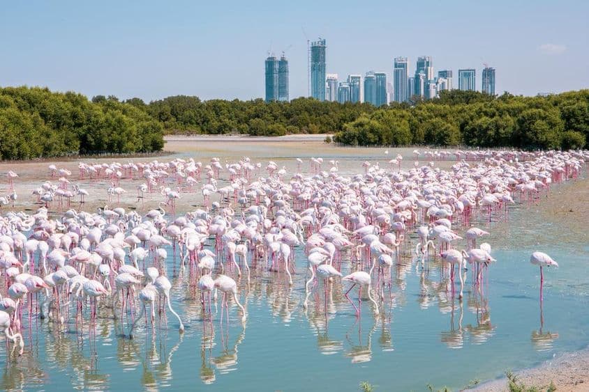 Tausende von großen Flamingos (Phoenicopterus roseus) im Wildschutzgebiet Ras Al Khor in Dubai.