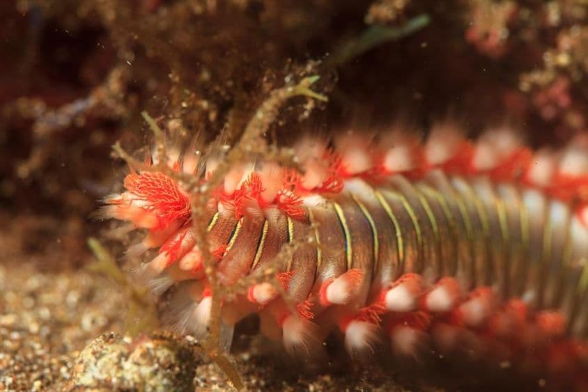 Seefeuerwurm im Wasser.