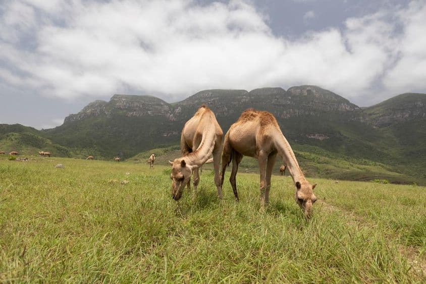 Omanische Kamele in Salalah.
