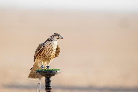 Falke beim Training in der Wüste bei Mesaieed, Katar.