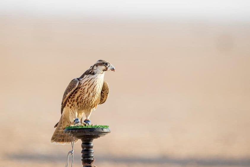 Falke beim Training in der Wüste bei Mesaieed, Katar.