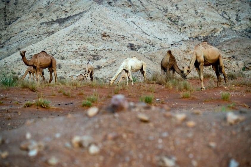 Die Al Faya-Wüstenregion im Bezirk Sharjah, neu als UNESCO-Weltkulturerbe anerkannt.