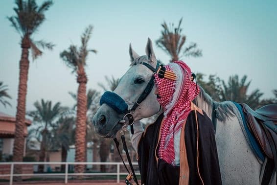 Ein Pferd mit Palmen im Hintergrund.