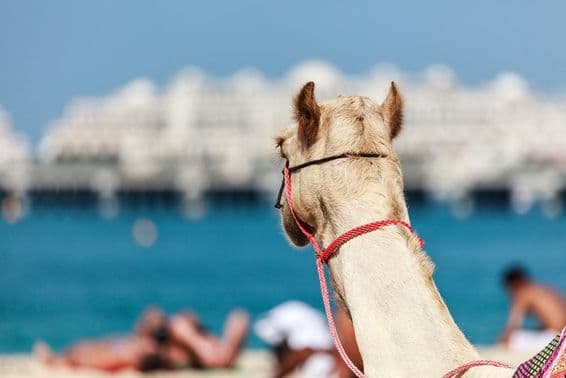 Kamelreiten ist sehr beliebt im Winter und bei kaltem Wetter in Dubai.