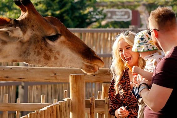 Familie genießt das Füttern von Giraffen im Dubai Safari Park.