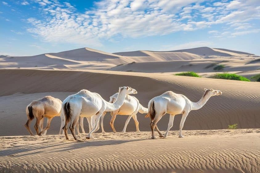 Eine Gruppe von Kamelen, die im Liwa-Wüstensand von Abu Dhabi wandern.