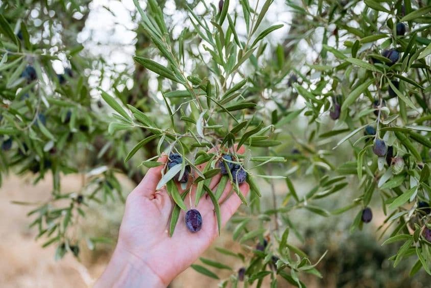 Eine Hand hält eine blaue Olive an einem Olivenbaum.