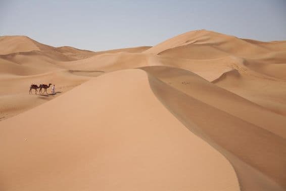 Kamele in der Wüste in Dubai.