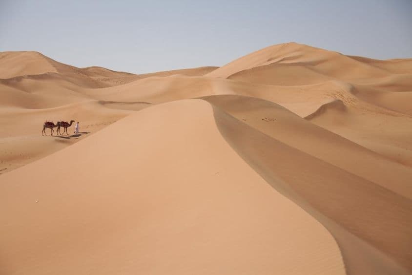 Kamele in der Wüste in Dubai.