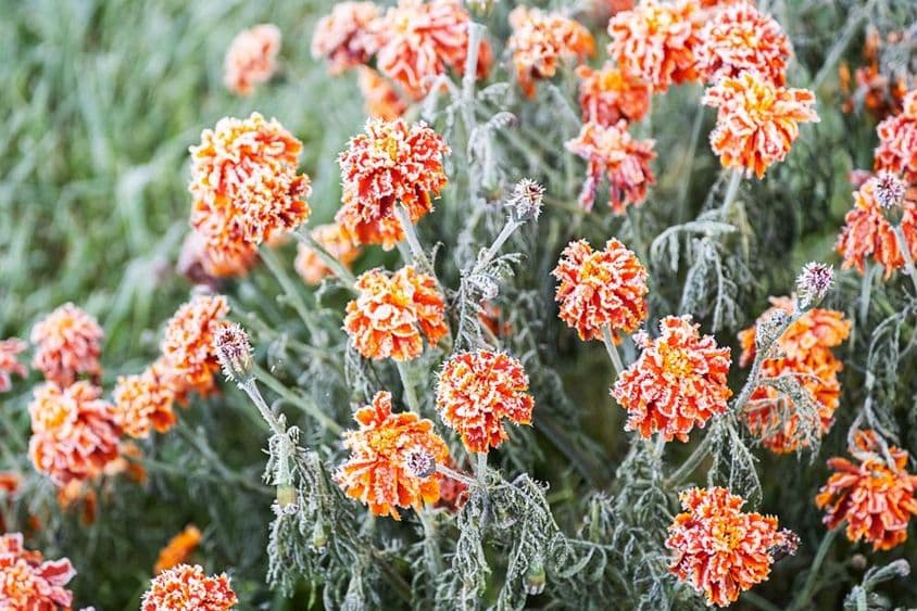Weiße Frostschicht bedeckt leuchtend orangefarbene Ringelblume.