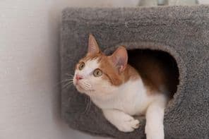 Katze ruht auf einem Kratzbaum.