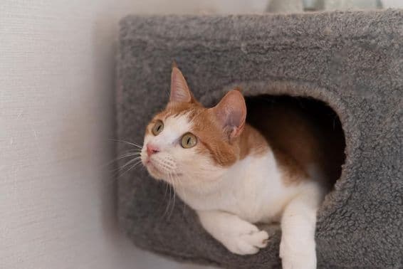 Katze ruht auf einem Kratzbaum.