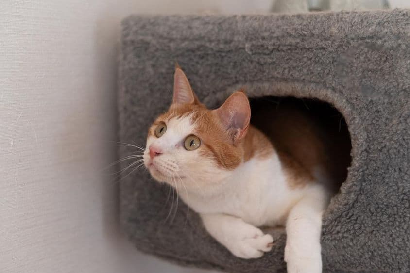 Katze ruht auf einem Kratzbaum.