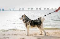 Malamut-Hund am Strand in Dubai.