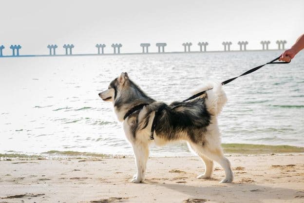 Malamut-Hund am Strand in Dubai.