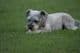 Mini-Schnauzer ruht sich auf Gras aus