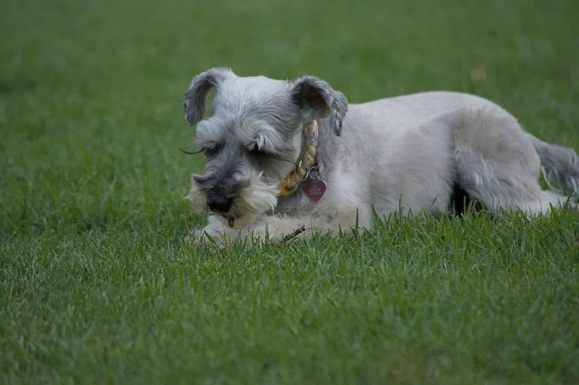 Mini-Schnauzer ruht sich auf Gras aus